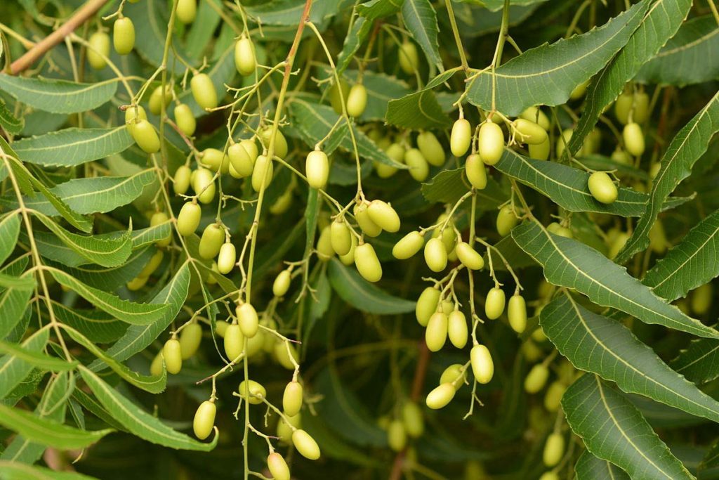 neem tree with neem seeds indianeem